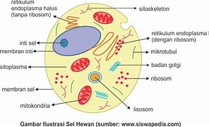 Gambar Bagian Sel Hewan Beserta Keterangannya